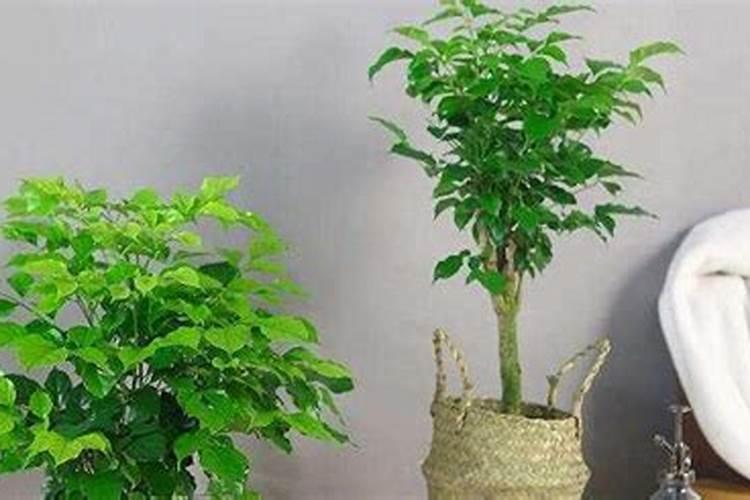 荠菜什么时候上市