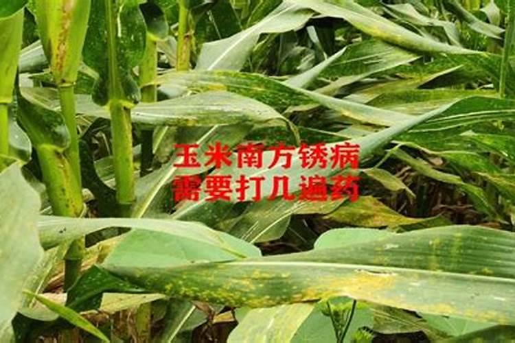 玉米红锈病怎么防治？