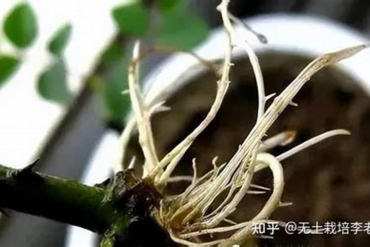 施什么肥树长的快好