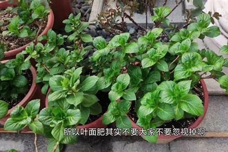 氯气胆碱叶面肥最好的黄金搭配