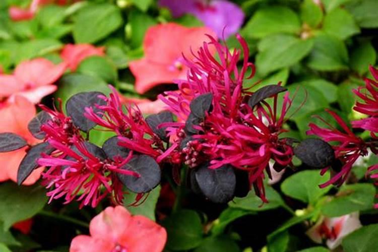 对红花不开花是怎么回事