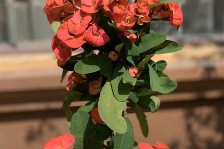 红花种子怎么种植(了解红花的种植技术与管理)