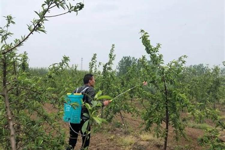 黄瓜什么时候用高钾肥料怎么施肥提高产量