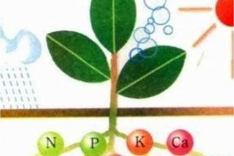 钾肥如何施用效果好,钾肥的科学施用技术
