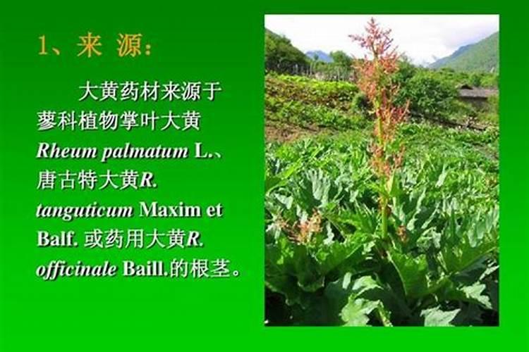 大黄种植技术与栽培管理