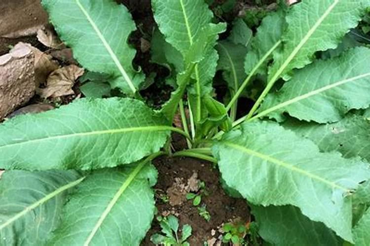 葡萄秧水大黄叶怎么办