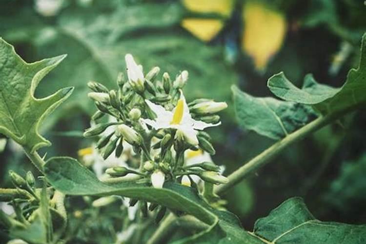 种植茄子能用硼来膨大茄子吗？