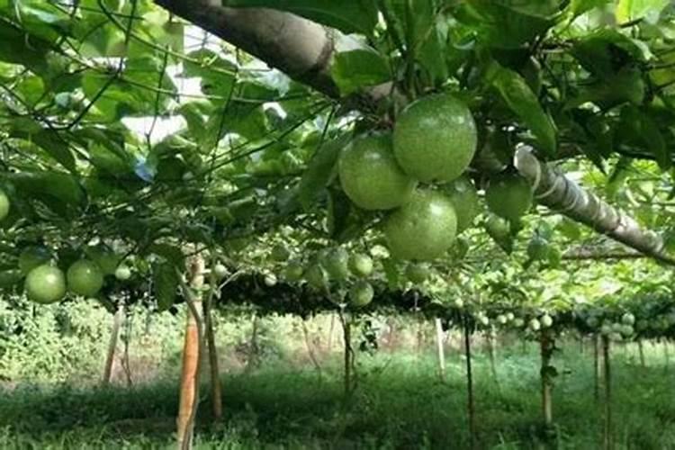 怎样能让葡萄以最快速度着色