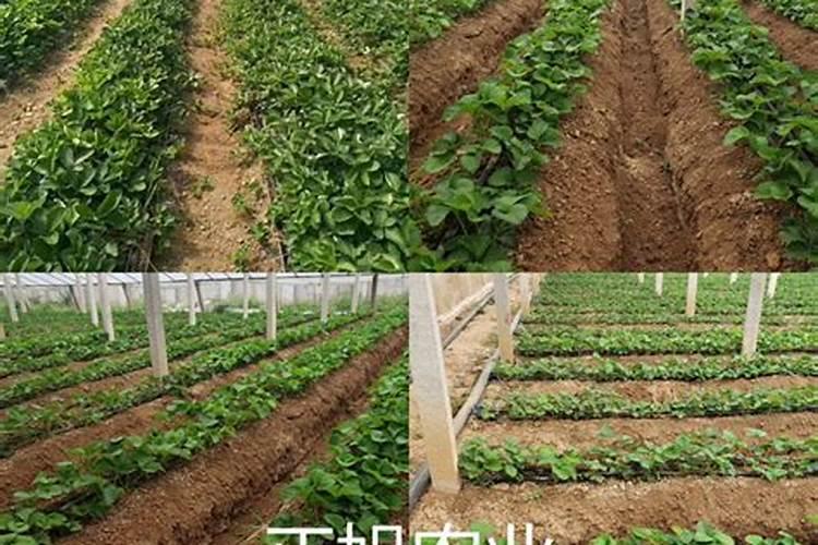 草莓如何用有机生物菌肥做底肥？最好是有比例的？哪个厂家生产的？