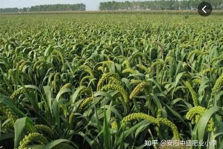 硝酸铵钙冲施最佳方法