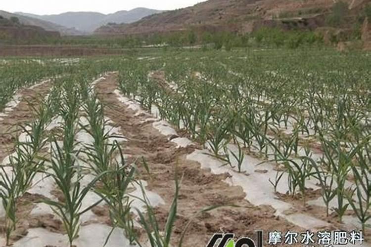 多肉植物多久浇一次水 浇多少水合适