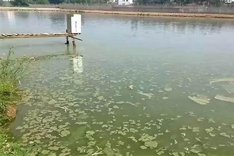 三毛金藻为什么会中毒 如何防治