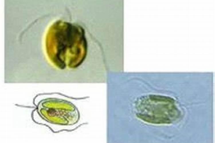 三毛金藻可引起冬春低时季鱼类的大量死亡