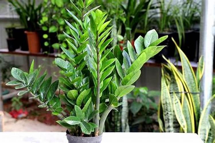 如何给小麦施钾肥？