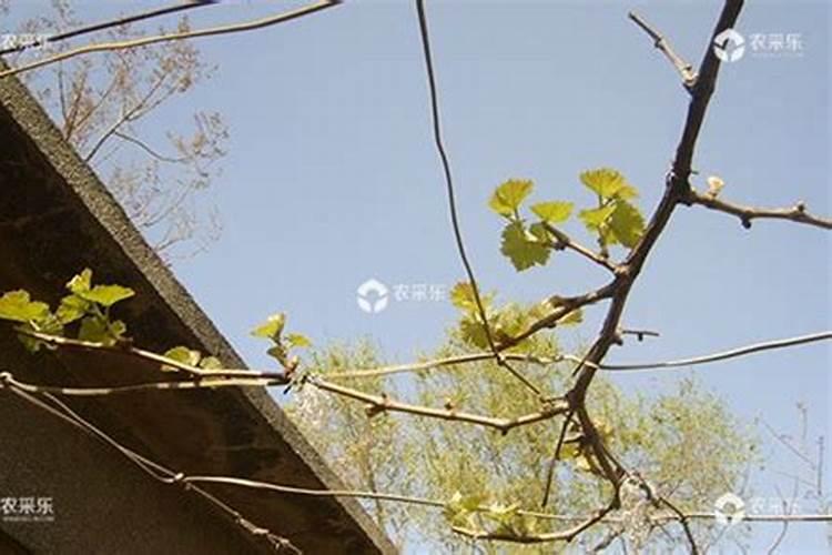 黄瓜用什么肥才能使产量高