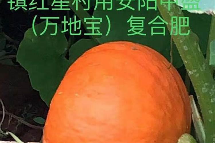 满天星施肥是直接晒在土表面吗,施肥黄叶怎么办