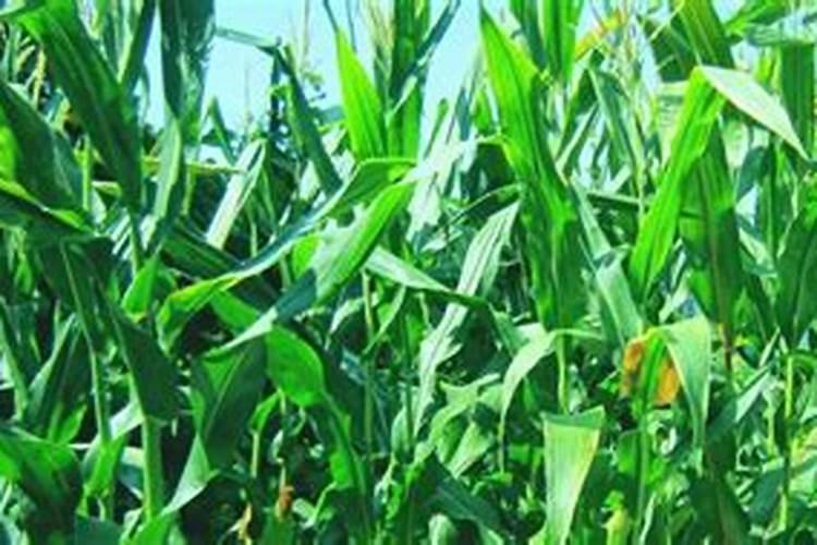 茶花开花时能施肥吗 茶花什么时候施肥