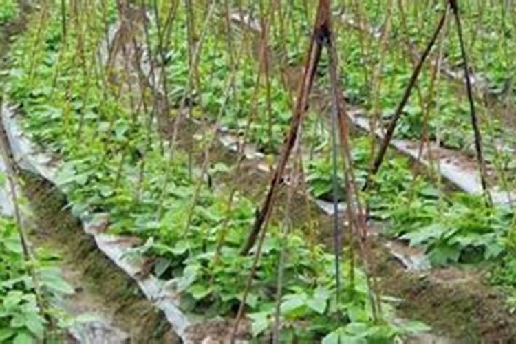 橘子施肥的最佳时间