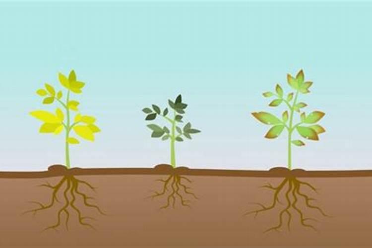 钾肥是什么肥料 植物缺少钾肥会怎么样