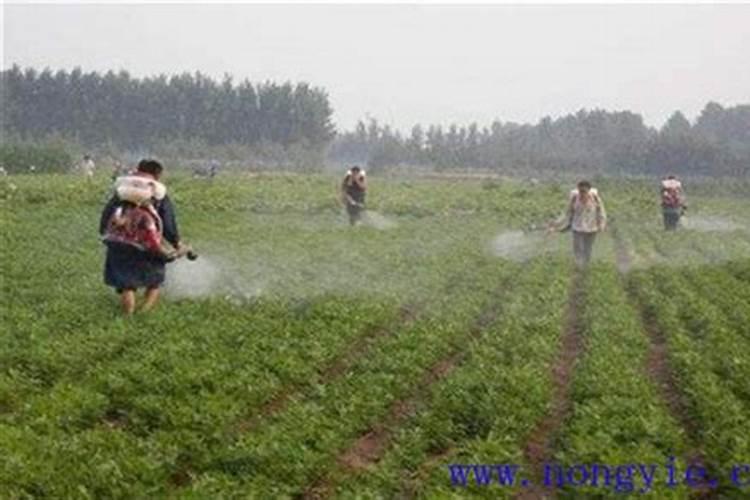 绿植黄叶是缺什么营养