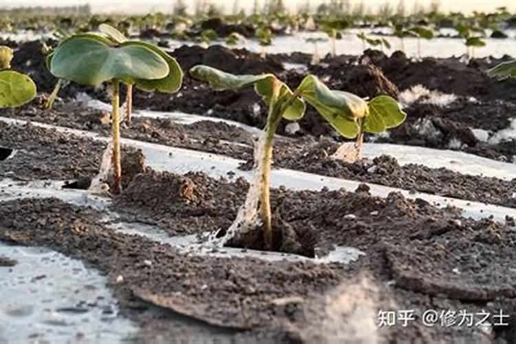 植物尖发黄缺什么