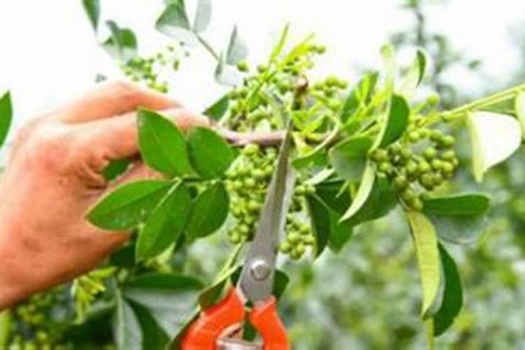 什么植物用来做肥料可以代替氮肥