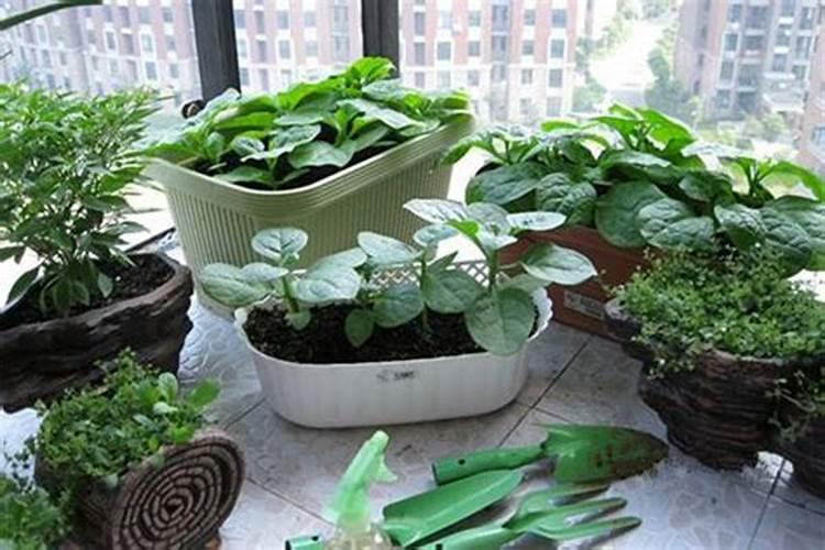 怎么辨别真假水溶肥