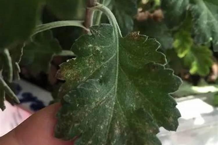 花卉的白粉病怎么治疗