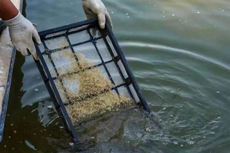 柠檬水蜂蜜水可以浇火龙果树吗