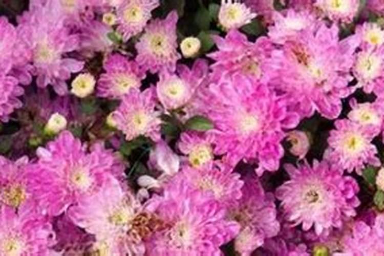 菊花打农药得了药害叶子干了有什么办法吗