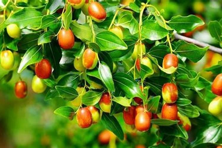 家庭种枣树用什么肥料