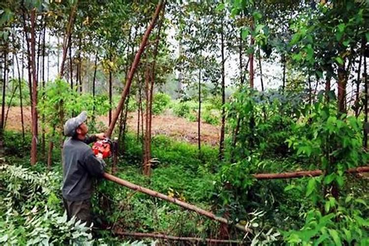 柑橘采收前如何浇水施肥