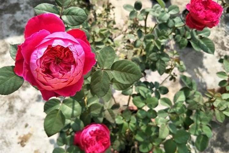 多次收割型的巨型高粱,能长到6米高的巨型甜高粱你见过吗？