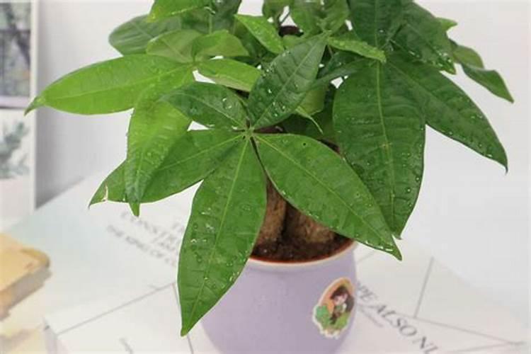 一亩地用多少硼肥 如何正确施硼肥