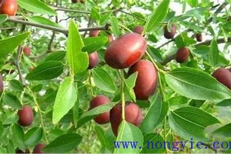 枣树施什么肥料最好