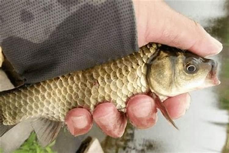 1斤花生麸水肥兑多少斤水