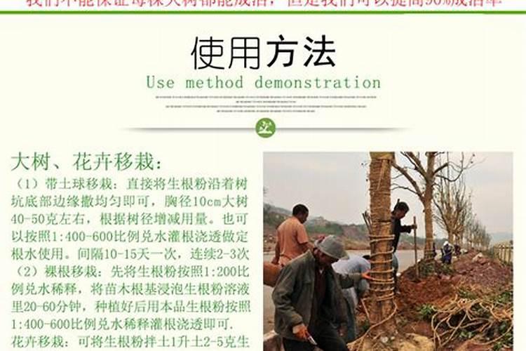 月季春天发芽施什么肥