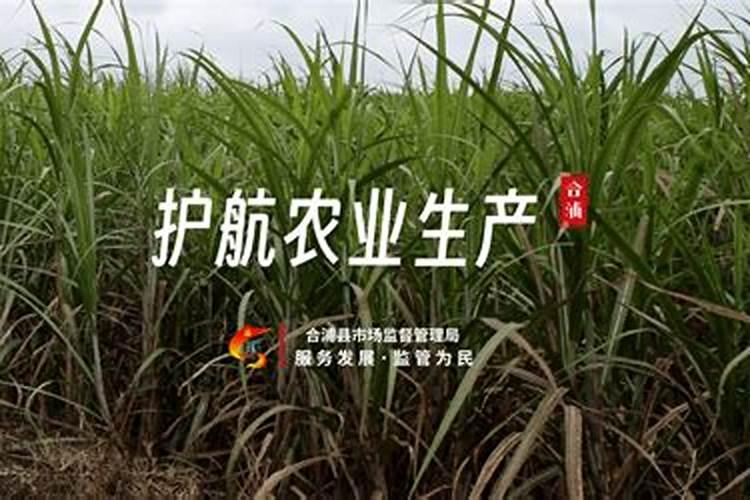 腾升复合肥和五洲丰哪个好