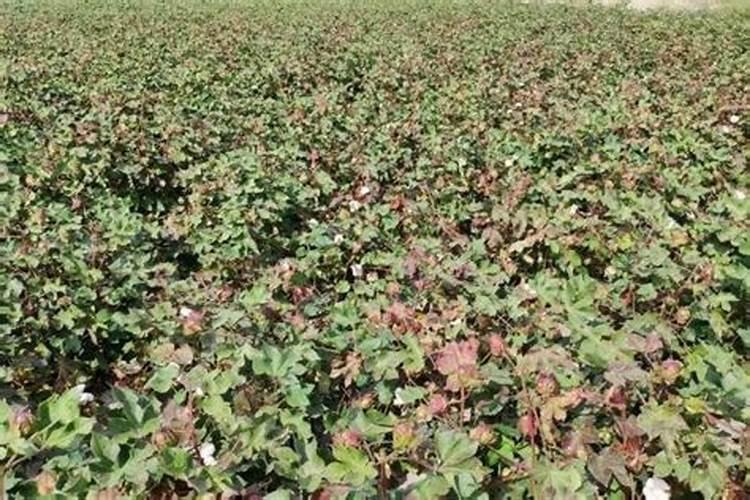 种石斛需什么肥料？石斛种植注意事项