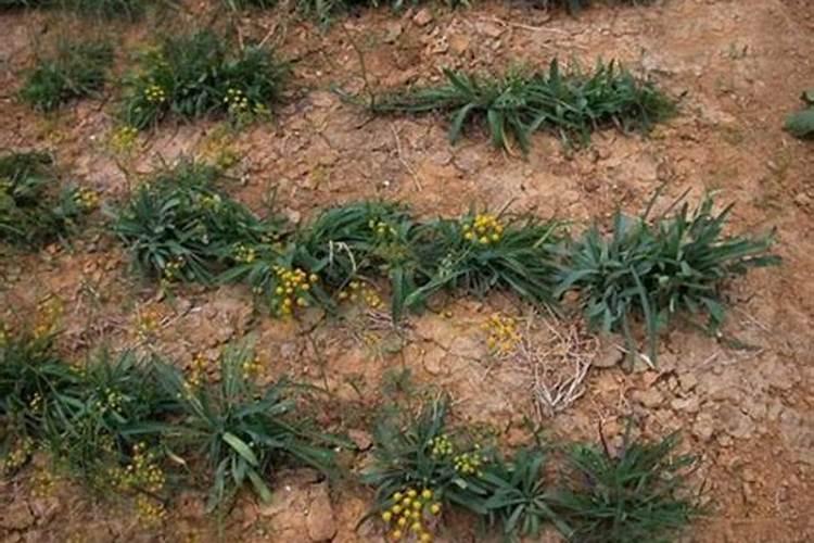 家庭养花之怎么用鸡蛋壳制作花肥