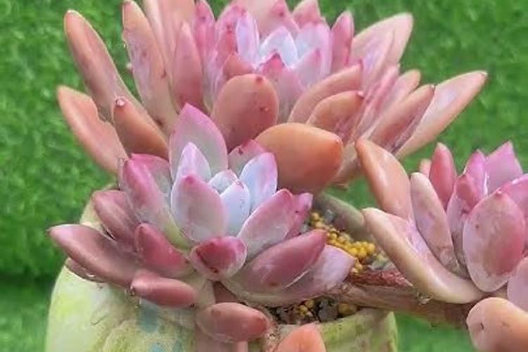 兰花浇豆饼水可以吗