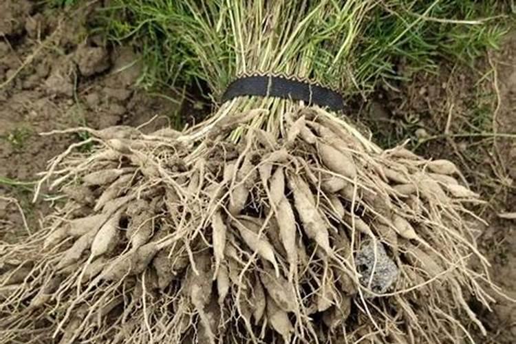 天门冬能在卧室养吗