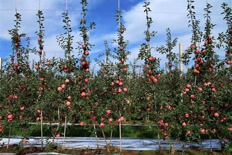 花苗施肥过多,烧得掉叶怎么办？