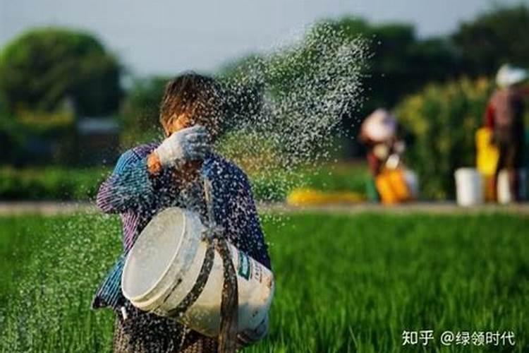 小葱用什么肥料长得快(种小葱需要喷施什么叶面肥)