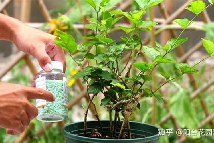 虎头茉莉怎样繁殖