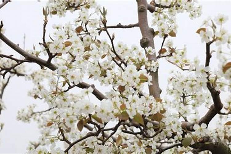 八十年代的惠州东江化肥厂在望江什么地方