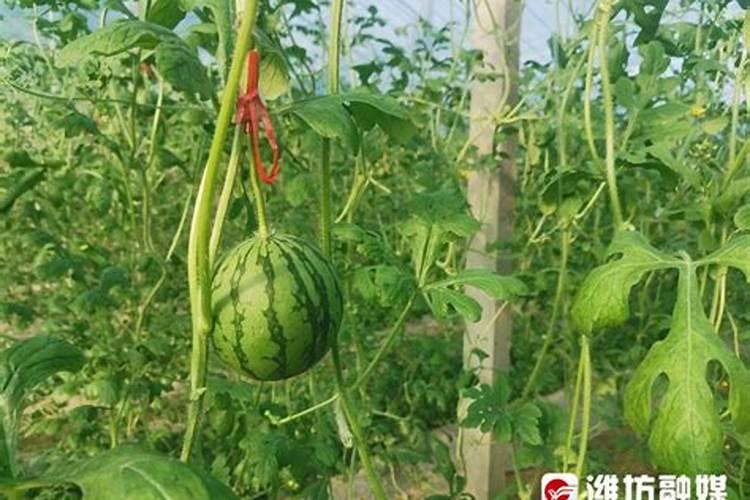 大拱棚早春西瓜、秋延迟辣如何栽培？哪些田间管理措施？