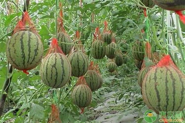 秋冬季栽培小型西瓜整枝吊蔓方法是什么 每1条瓜蔓占1根吊绳