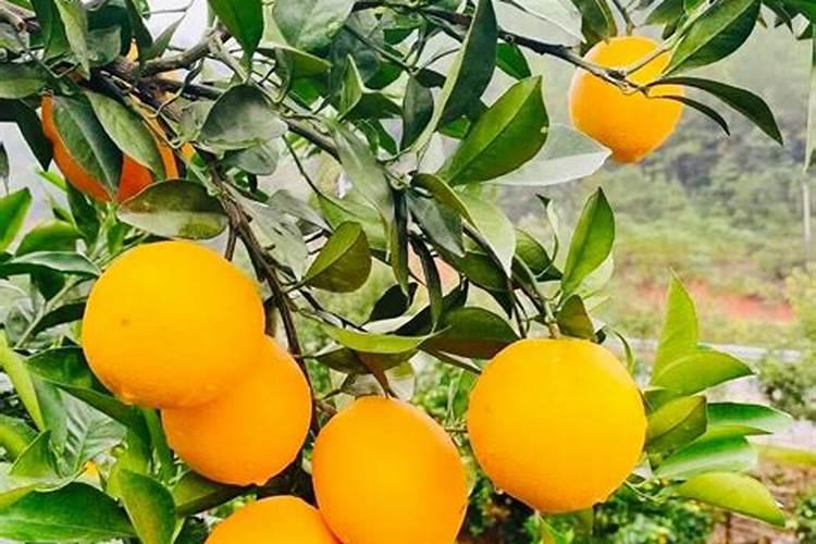 大蒜种上几天可以浇水