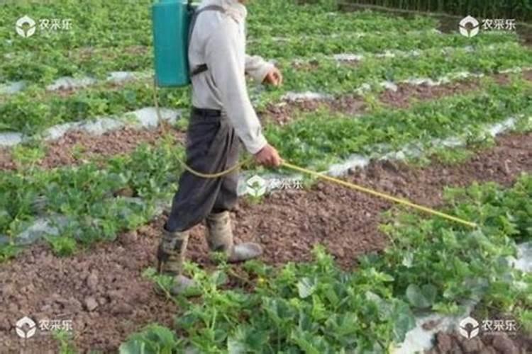 萝卜施什么肥 一般需要施这种肥
